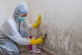 Reliable Glenn Heights, TX Mold Inspection Solutions